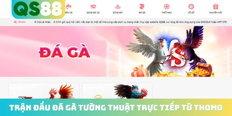 Trang chủ 14 Trận đấu đá gà tường thuật trực tiếp từ Thomo